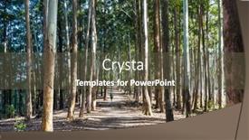  Presentation with sri lanka - PPT layouts enhanced with eucalyptus-forest-in-sri-lanka background and a tawny brown colored foreground