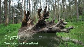  Presentation with eucalyptus - Presentation theme with eucalyptus-forest-near-otavalo-ecuador background and a tawny brown colored foreground