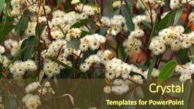  Presentation with eucalyptus australia - Colorful presentation theme enhanced with tree species - eucalyptus gum flowers blossoming backdrop and a tawny brown colored foreground