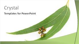  Presentation with eucalyptus - Audience pleasing theme consisting of eucalyptus-leaves-isolated-on-white backdrop and a white colored foreground