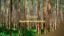  Presentation with furniture industry - Beautiful slides featuring eucalyptus-plantation-for-the-cellulose backdrop and a tawny brown colored foreground