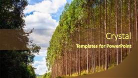  Presentation with furniture industry - Theme with eucalyptus-plantation-for-the-cellulose background and a tawny brown colored foreground