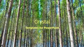  Presentation with furniture industry - Colorful PPT layouts enhanced with eucalyptus-plantation-for-the-cellulose backdrop and a tawny brown colored foreground