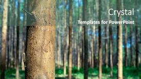  Presentation with furniture industry - Audience pleasing theme consisting of eucalyptus-plantation-for-the-cellulose backdrop and a ocean colored foreground