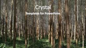  Presentation with eucalyptus - Cool new PPT layouts with eucalyptus plantation backdrop and a dark gray colored foreground