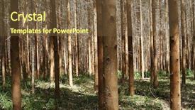  Presentation with eucalyptus - Slide set featuring eucalyptus plantation background and a tawny brown colored foreground