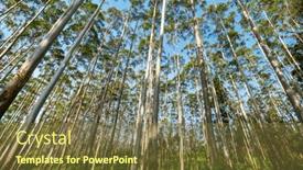  Presentation with forest morning - PPT theme having eucalyptus-tree-forest and a tawny brown colored foreground