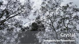  Presentation with tree silhouette - Slide deck featuring eucalyptus tree silhouette against cloudy background and a gray colored foreground