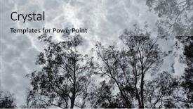  Presentation with tree silhouette - PPT layouts enhanced with eucalyptus tree silhouette against cloudy background and a light gray colored foreground