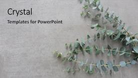  Presentation with eucalyptus - Audience pleasing PPT layouts consisting of eucalyptus twigs on gray background backdrop and a light gray colored foreground