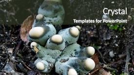  Presentation with fungi - Presentation theme enhanced with eucariotic - blue white domed fungi background and a  colored foreground