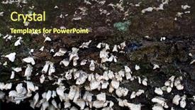  Presentation with fungus - Slide set consisting of eucariotic - fungus growing on dead log background and a  colored foreground