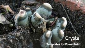  Presentation with fungi - Audience pleasing presentation theme consisting of eucariotic - tiny blue white fungi backdrop and a  colored foreground