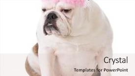  Presentation with dog - Slide deck featuring euman sours - dog with sour expression wearing background and a  colored foreground