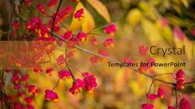  Presentation with fruits - Presentation theme enhanced with euonymus-europaeus-european-common-spindle background and a gold colored foreground