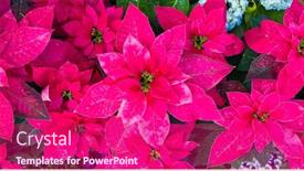  Presentation with beautiful green - Beautiful PPT theme featuring euphorbia-is-a-beautiful-poinsettia backdrop and a purple colored foreground