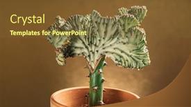  Presentation with coral - Colorful slide deck enhanced with euphorbia-lactea-in-the-pot backdrop and a tawny brown colored foreground