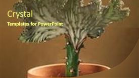  Presentation with coral - Theme having euphorbia-lactea-in-the-pot background and a tawny brown colored foreground