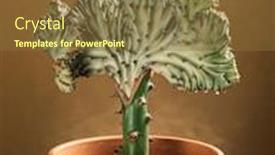  Presentation with coral - Beautiful slide deck featuring euphorbia-lactea-in-the-pot backdrop and a tawny brown colored foreground