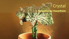  Presentation with coral - Beautiful PPT theme featuring euphorbia-lactea-in-the-pot backdrop and a tawny brown colored foreground