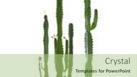  Presentation with white milk - PPT theme with euphorbia-trigona-african-milk-tree background and a mint green colored foreground