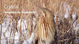  Presentation with winter - Cool new PPT theme with eurasian-bittern-outdoor-in-winter backdrop and a coral colored foreground