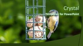  Presentation with green foliage - PPT layouts featuring eurasian-blue-tit-cyanistes-caeruleus background and a tawny brown colored foreground