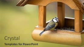  Presentation with snack - Slide deck featuring eurasian-blue-tit-cyanistes-caeruleus background and a yellow colored foreground