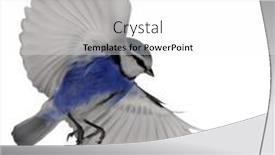  Presentation with flight - Slide set enhanced with eurasian-blue-tit-in-flight background and a white colored foreground