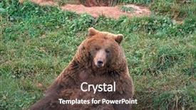  Presentation with brown bear - PPT theme consisting of eurasian brown bear ursus arctos background and a tawny brown colored foreground