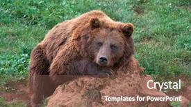  Presentation with brown bear - Beautiful presentation featuring eurasian brown bear ursus arctos backdrop and a violet colored foreground
