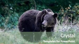  Presentation with brown bear - Amazing slide deck having eurasian brown bear ursus arctos backdrop and a gray colored foreground