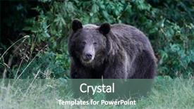  Presentation with brown bear baby shoes - PPT layouts featuring eurasian brown bear ursus arctos background and a seafoam green colored foreground