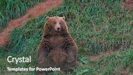  Presentation with brown bear - Audience pleasing PPT layouts consisting of eurasian brown bear ursus arctos backdrop and a dark gray colored foreground