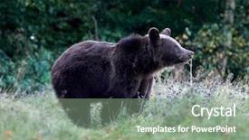  Presentation with brown bear - Slide deck featuring eurasian brown bear ursus arctos background and a seafoam green colored foreground