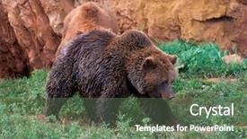  Presentation with brown bear - Colorful slide set enhanced with eurasian brown bear ursus arctos backdrop and a ocean colored foreground