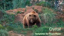  Presentation with brown bear - Slide deck having eurasian brown bear ursus arctos background and a ocean colored foreground