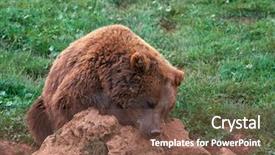  Presentation with brown bear - Slides featuring eurasian brown bear ursus arctos background and a tawny brown colored foreground