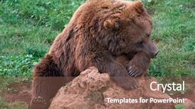  Presentation with brown bear - PPT theme having eurasian brown bear ursus arctos background and a violet colored foreground