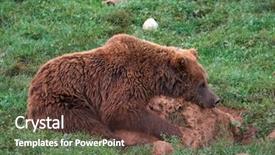  Presentation with brown bear - Amazing slide set having eurasian brown bear ursus arctos backdrop and a tawny brown colored foreground