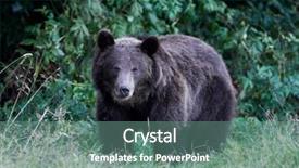  Presentation with brown bear - Presentation design consisting of eurasian brown bear ursus arctos background and a seafoam green colored foreground