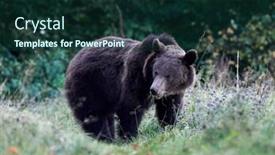  Presentation with brown bear - Colorful presentation design enhanced with eurasian-brown-bear-ursus-arctos backdrop and a tawny brown colored foreground