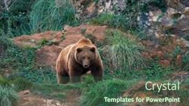  Presentation with brown bear - PPT theme having eurasian-brown-bear-ursus-arctos background and a ocean colored foreground