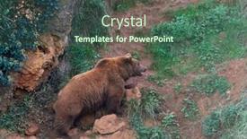  Presentation with brown bear - Audience pleasing slide set consisting of eurasian-brown-bear-ursus-arctos backdrop and a ocean colored foreground