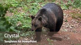  Presentation with brown bear - Cool new PPT layouts with eurasian-brown-bear-ursus-arctos backdrop and a tawny brown colored foreground