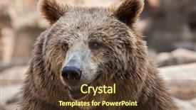  Presentation with brown bear - Beautiful presentation design featuring eurasian brown bear ursus arctos backdrop and a tawny brown colored foreground