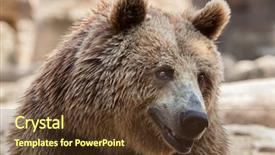  Presentation with brown bear - PPT theme featuring eurasian brown bear ursus arctos background and a tawny brown colored foreground