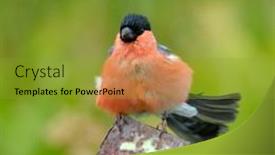  Presentation with natural - PPT theme having eurasian-bullfinch-pyrrhula-pyrrhula background and a gold colored foreground