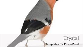  Presentation with background - Slides having eurasian-bullfinch-pyrrhula-pyrrhula background and a white colored foreground
