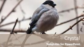  Presentation with animal - Cool new slides with eurasian-bullfinch-pyrrhula-pyrrhula backdrop and a coral colored foreground